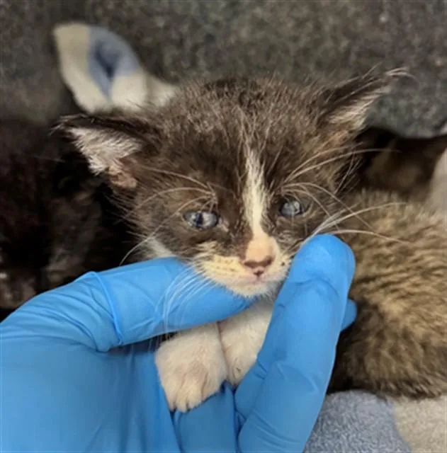 A baby small-sized male Domestic Short Hair cat named A for adoption in Naples, FL