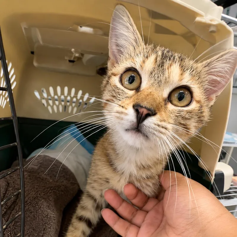 A young medium-sized female Calico Domestic Short Hair cat named Ambi for adoption in Hamburg, NY