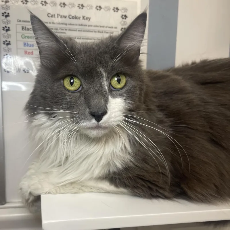A senior medium-sized female Domestic Long Hair cat named Klonoa for adoption in Los Angeles, CA