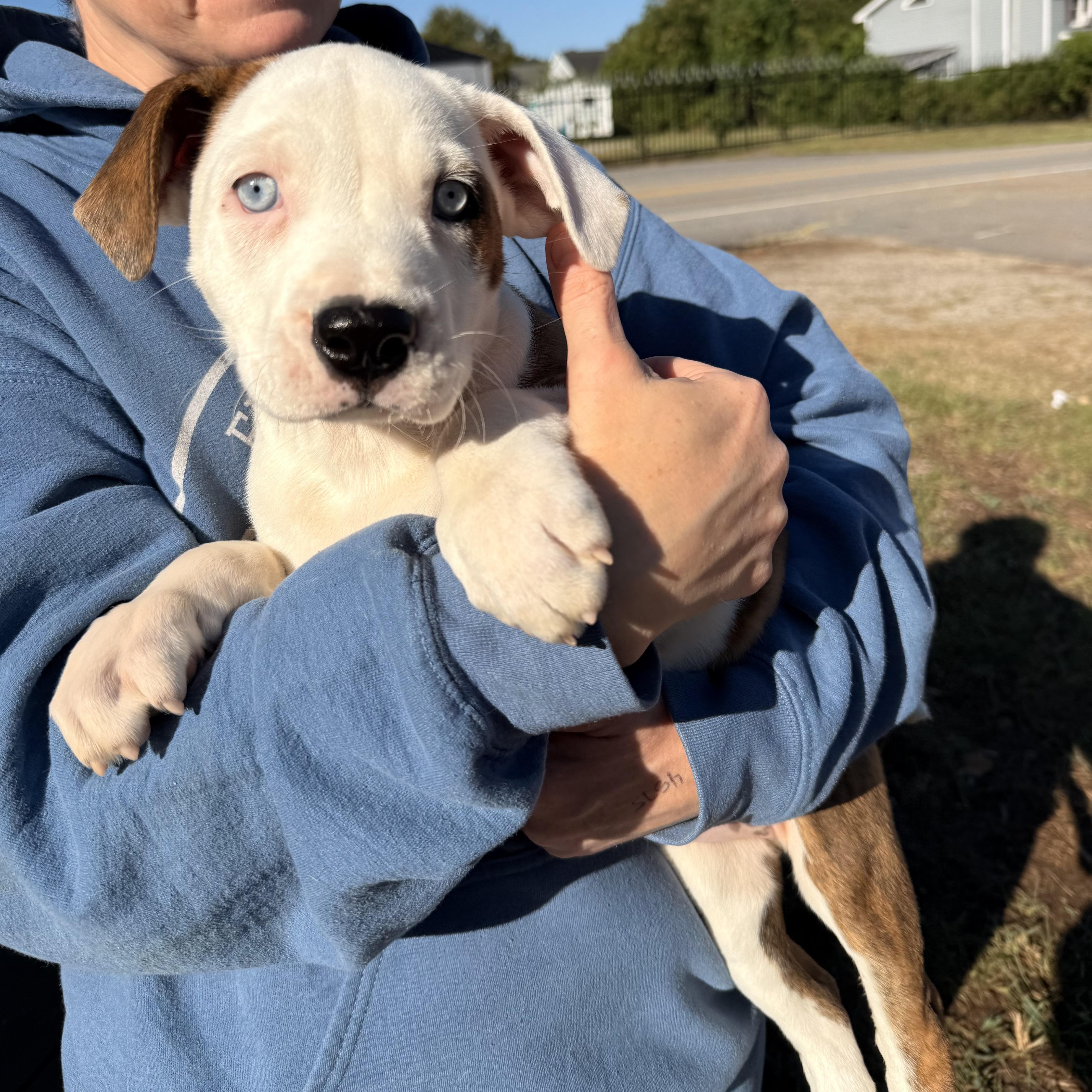 A baby large-sized female Mixed Breed dog named Marshmallow for adoption in Columbia, SC