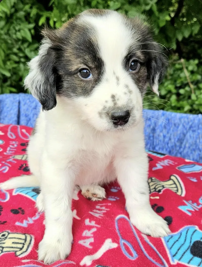 A baby medium-sized female Brindle Australian Shepherd dog named Fettuccine for adoption in Pelham, NH