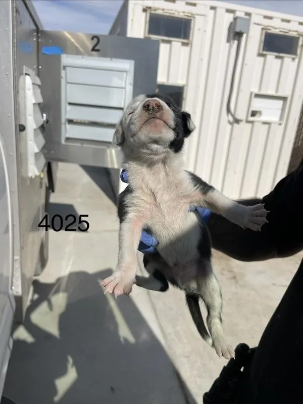 A baby medium-sized male Pit Bull Terrier dog named Blue for adoption in Victorville, CA