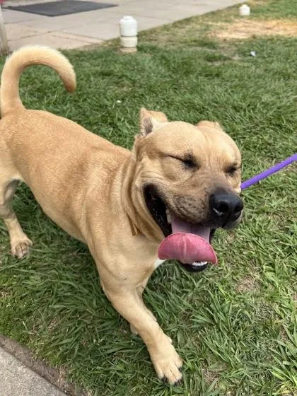 An adult medium-sized male Terrier dog named Crawfish for adoption in Houston, TX