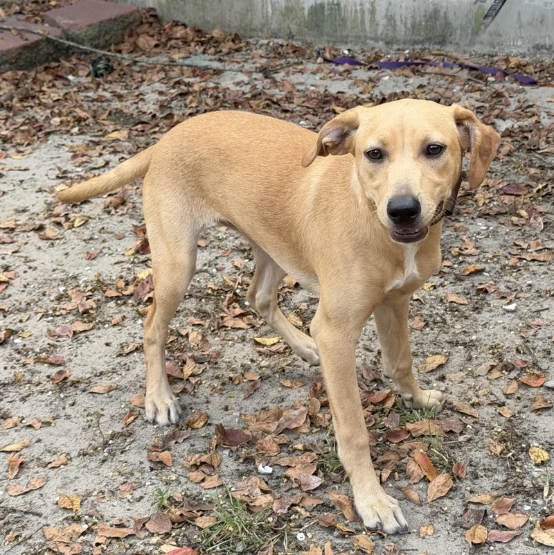 A baby medium-sized female Yellow / Tan / Blond / Fawn Terrier dog named Lorraine for adoption in Slidell, LA