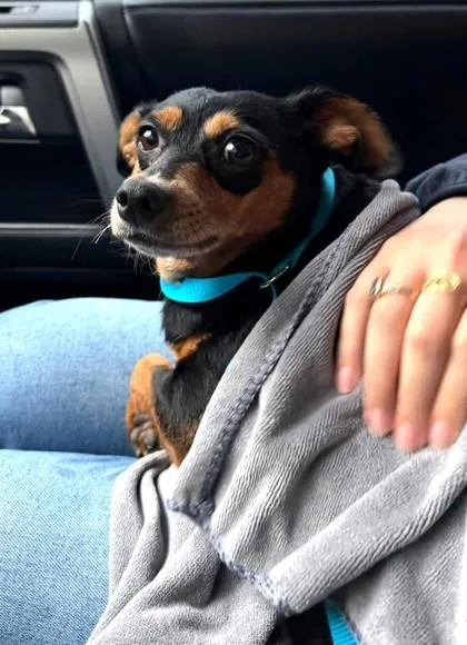 An adult small-sized female Chihuahua dog named Salchicha for adoption in Madison, NJ