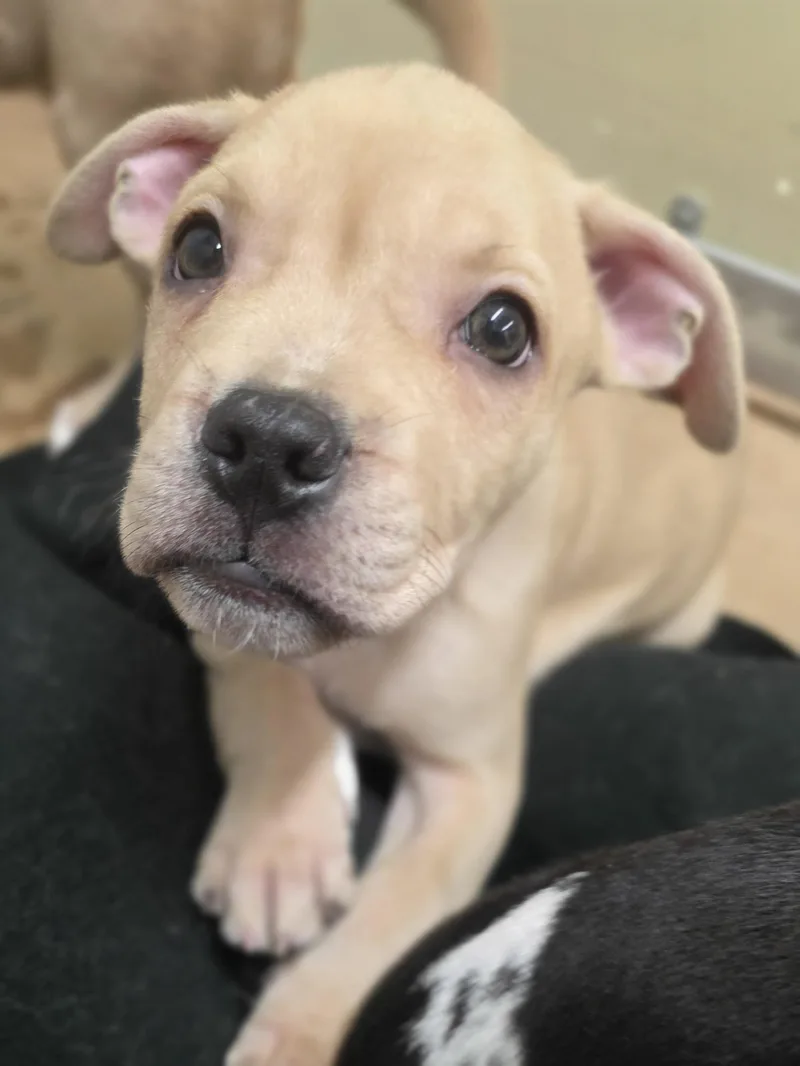 A baby medium-sized male Apricot / Beige Mixed Breed dog named Sage for adoption in Wayne, NJ