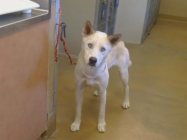 An adult large-sized male Husky dog named Danny for adoption in Sacramento, CA