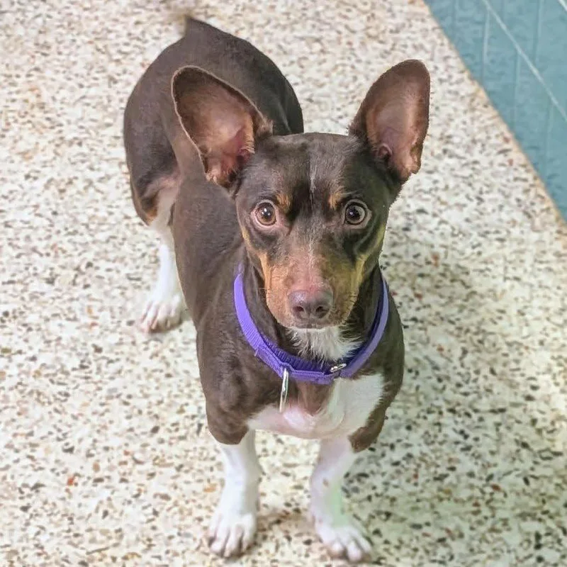 An adult small-sized female Brown / Chocolate Jack Russell Terrier dog named Oriana for adoption in Winchester, TN