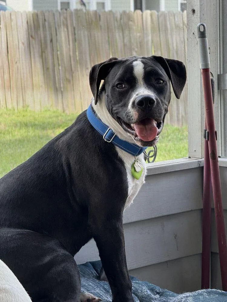 Knox