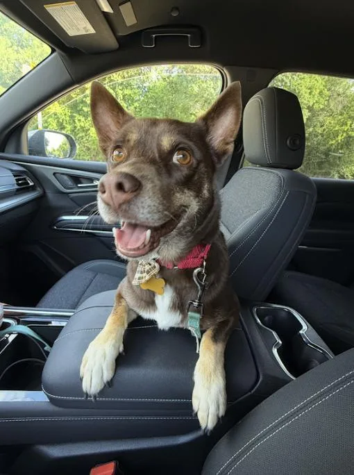 A young medium-sized male Brown / Chocolate Husky dog named Stubbs for adoption in Pflugerville, TX