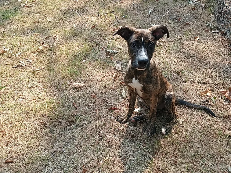 A baby medium-sized female Mixed Breed dog named Lorelei for adoption in North Little Rock, AR