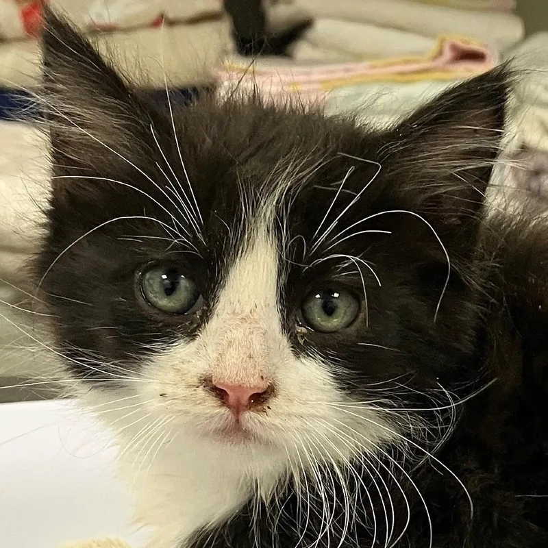 A baby small-sized male White Domestic Medium Hair cat named Joey for adoption in Las Cruces, NM