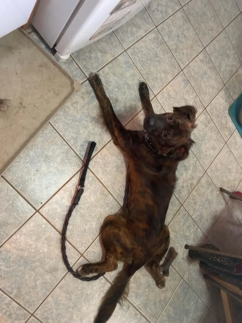 A young medium-sized male Brindle Dutch Shepherd dog named Marty for adoption in South Elgin, IL