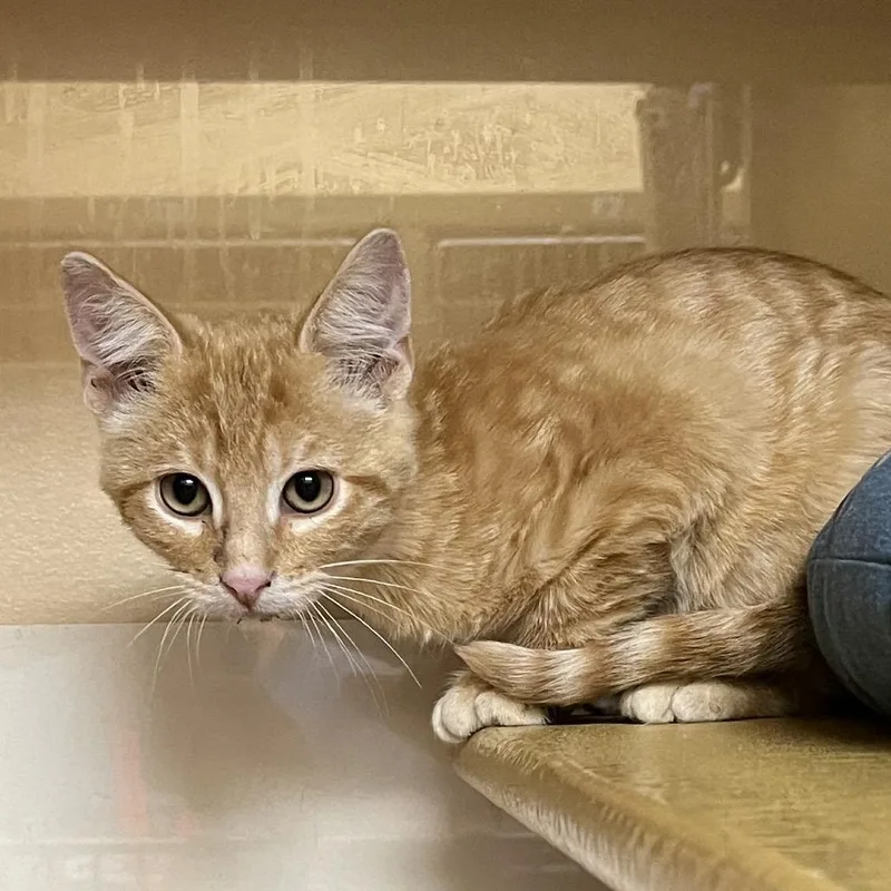 A baby small-sized male Orange / Red Domestic Short Hair cat named Headline for adoption in Las Vegas, NV