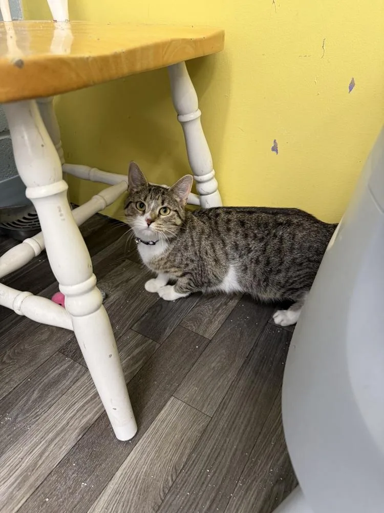 A young small-sized female Tabby (Brown / Chocolate) Domestic Short Hair cat named Topanga for adoption in West Mifflin, PA