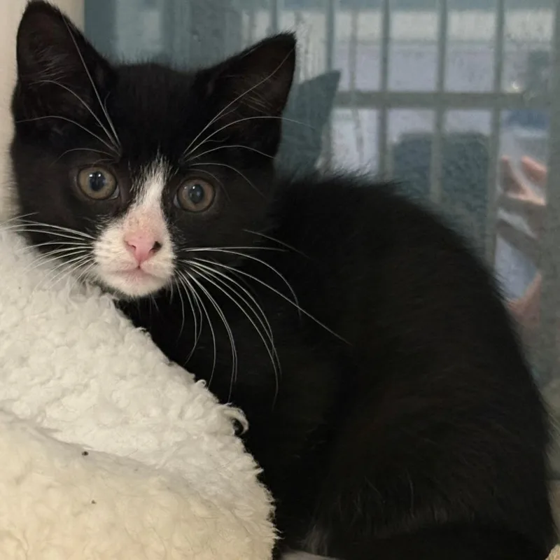 Dominoes thumbnail 2