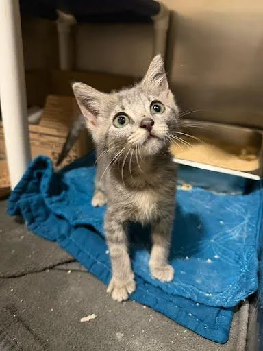 A baby small-sized female Domestic Short Hair cat named Pennie for adoption in Washington, DC
