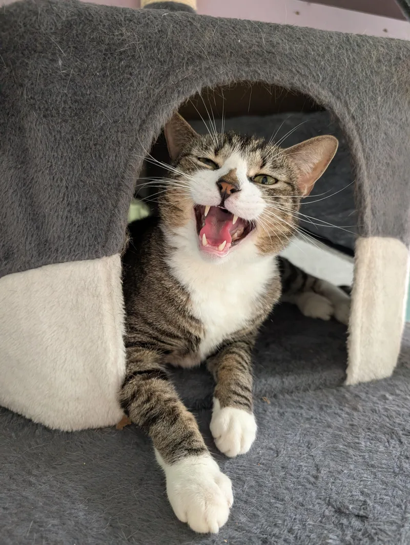 An adult medium-sized male Tabby (Brown / Chocolate) American Shorthair cat named Helio for adoption in Cedars, PA