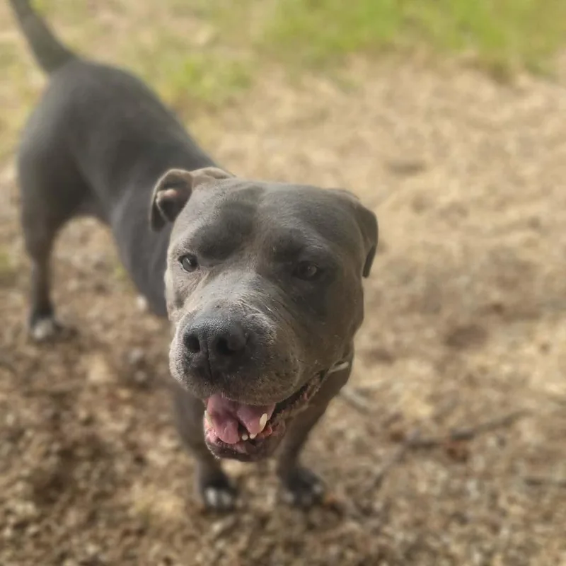An adult medium-sized female Pit Bull Terrier dog named Maserati for adoption in Sunrise Beach, MO