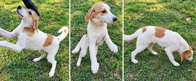 A baby large-sized male Labrador Retriever dog named Rufus for adoption in Kiln, MS