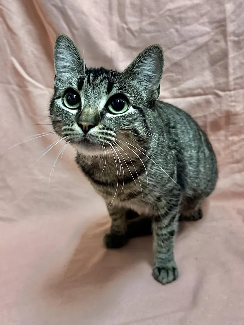 An adult medium-sized female Tabby (Gray / Blue / Silver) Domestic Short Hair cat named Aubrey for adoption in Riverside, CA