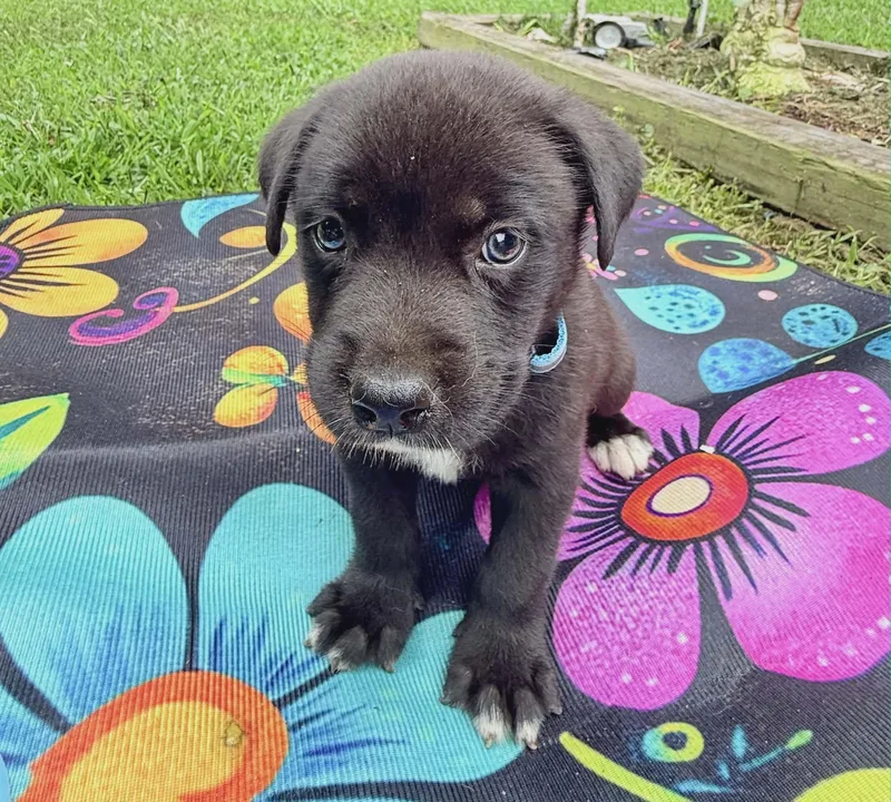 A baby medium-sized male Black Labrador Retriever dog named Emerald Sparkly for adoption in Andover, MA