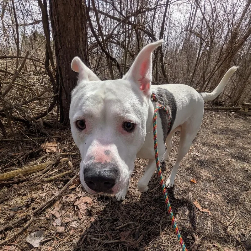 An adult large-sized male White / Cream Mixed Breed dog named Zeus for adoption in Grand Rapids, MI