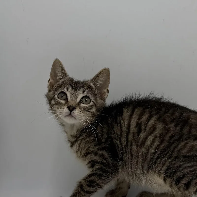 A baby medium-sized male Domestic Short Hair cat named Flip for adoption in State College, PA
