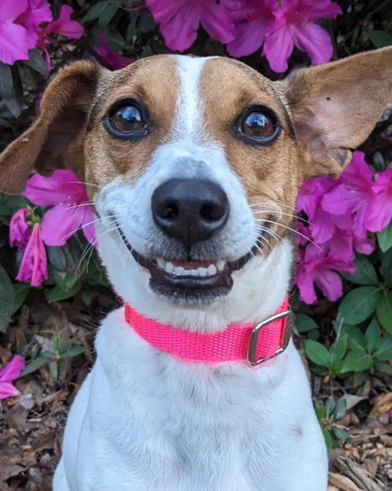 An adult small-sized female Rat Terrier dog named Hartley for adoption in Kennesaw, GA