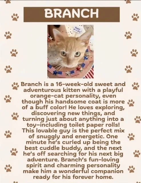 A young medium-sized male Domestic Short Hair cat named Branch for adoption in Lafayette, CO
