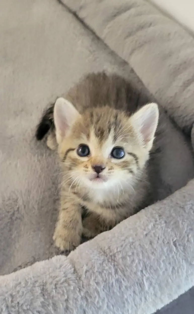 A baby medium-sized female American Shorthair cat named Fawn for adoption in Roanoke, AL
