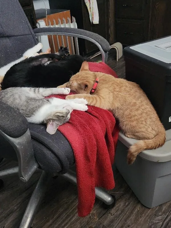 Pastrami thumbnail 2