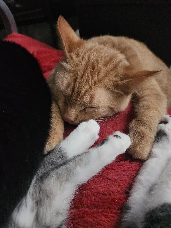 Pastrami thumbnail 3