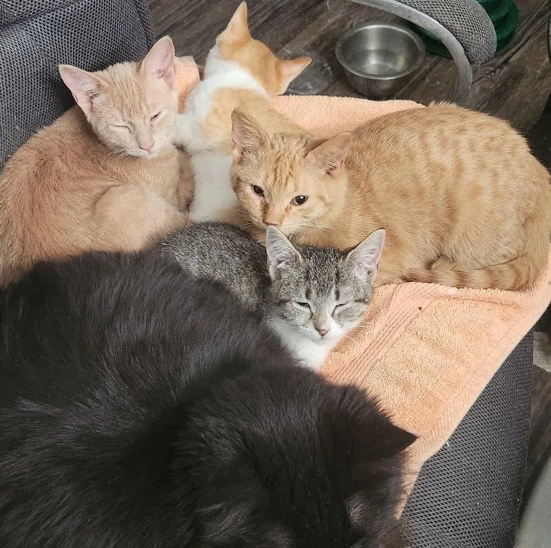 Pastrami thumbnail 4