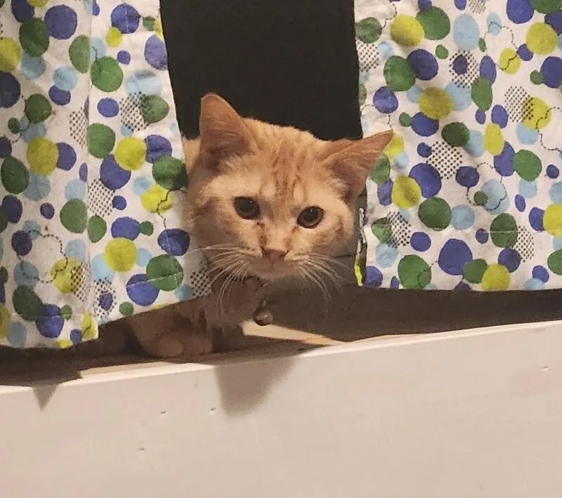 Pastrami thumbnail 5