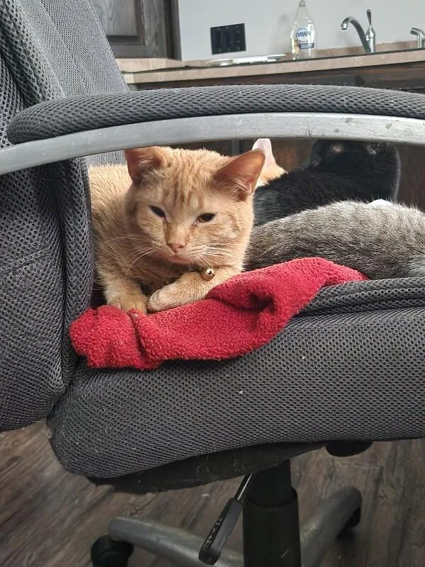 Pastrami thumbnail 6