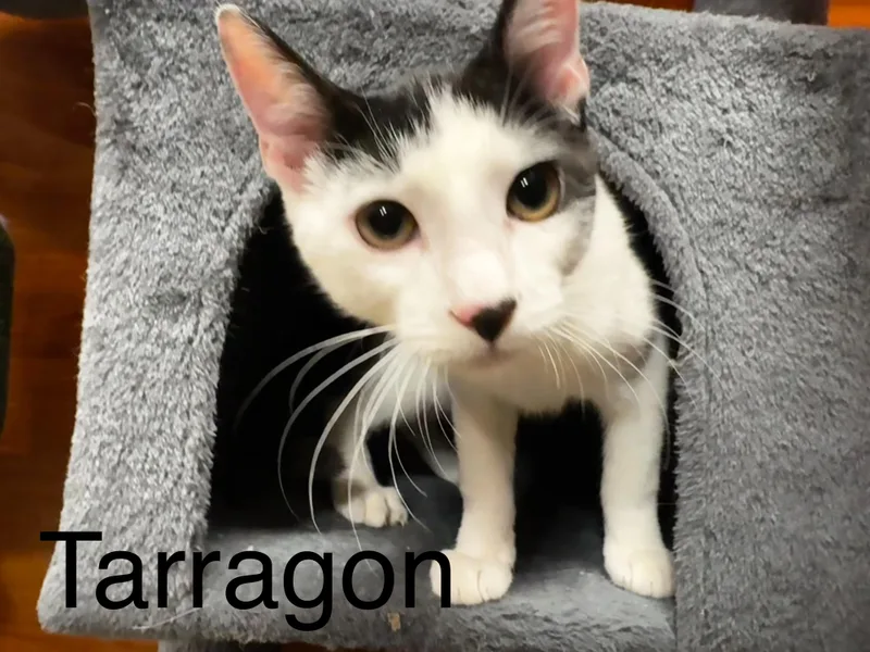 A baby medium-sized male Black & White / Tuxedo Tuxedo cat named Tarragon for adoption in Tucson, AZ