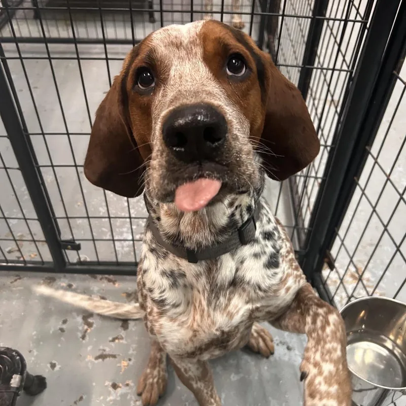 A young large-sized male Gray / Blue / Silver Bluetick Coonhound dog named Steve for adoption in Tacoma, WA