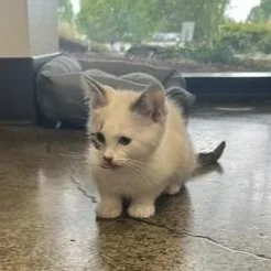 A baby medium-sized female White Domestic Short Hair cat named Boat for adoption in Portland, OR