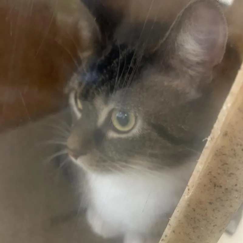 A young medium-sized male Gray / Blue / Silver Domestic Short Hair cat named Tiger for adoption in Philadelphia, PA