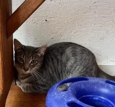 A baby small-sized male Gray & White Domestic Short Hair cat named Troy for adoption in Telford, PA