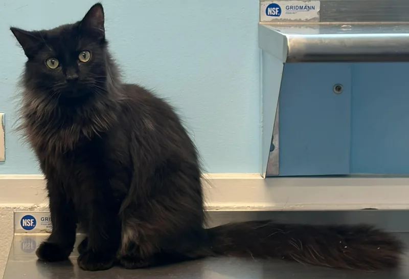 A young medium-sized male Black Domestic Long Hair cat named Pony for adoption in Lincoln, MI