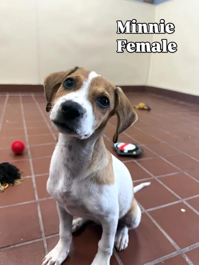 A baby medium-sized female Labrador Retriever dog named Minnie for adoption in Lake Hopatcong, NJ