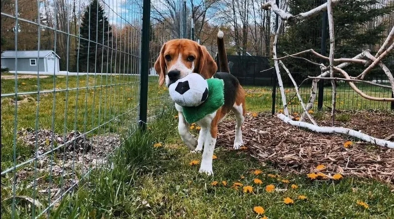 Reggie