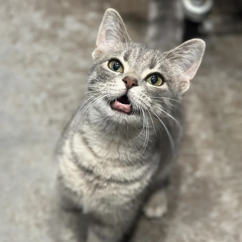 A baby small-sized male Gray / Blue / Silver Extra-Toes Cat / Hemingway Polydactyl cat named Gengar for adoption in Matteson, IL