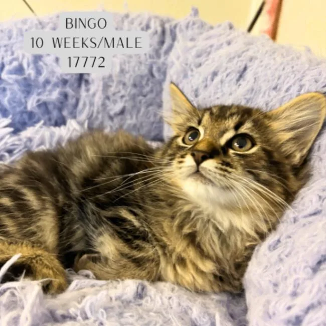 A young medium-sized male Tabby (Gray / Blue / Silver) Domestic Long Hair cat named Bingo for adoption in Supply, NC