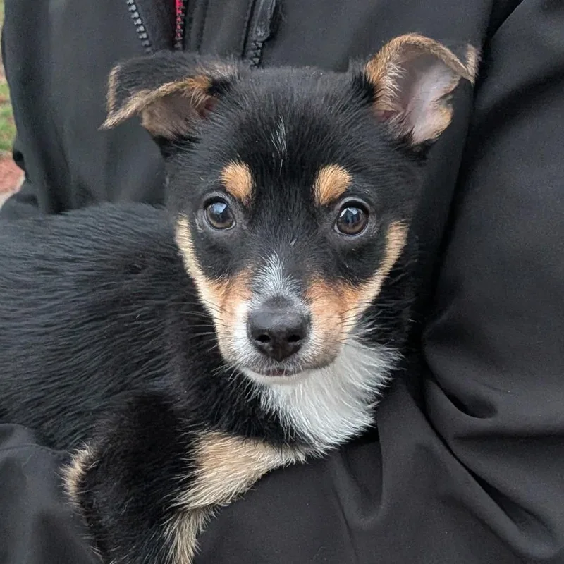 A baby small-sized male Brown / Chocolate Mixed Breed dog named Pita for adoption in West Olive, MI