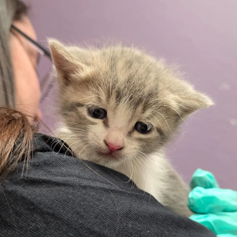 A baby small-sized female Gray / Blue / Silver Domestic Short Hair cat named Puffin for adoption in Albuquerque, NM