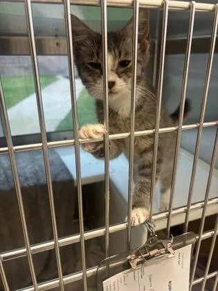 A baby small-sized female Domestic Short Hair cat named Pancake for adoption in Westland, MI