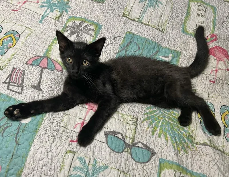 A baby small-sized male Black Domestic Short Hair cat named Boi for adoption in Columbus, IN